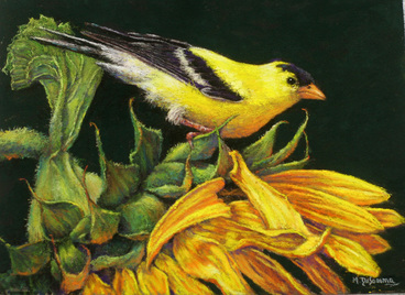 prints of Gold Finch on sunflowers by Mally DeSomma